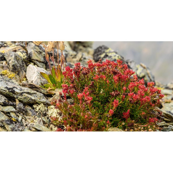 Rhodiola Properties Benefits and Uses